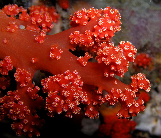 Delicate Soft Coral