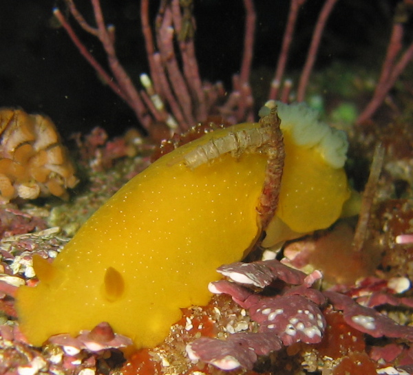 Dendrodoris