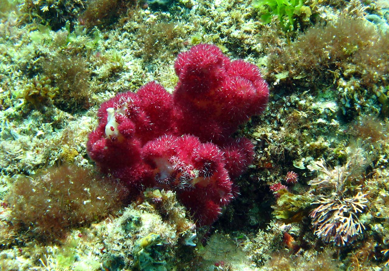 Dendronephthya coral