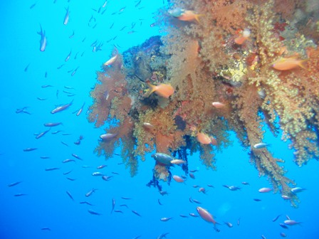 Dendronepthya & Anthias