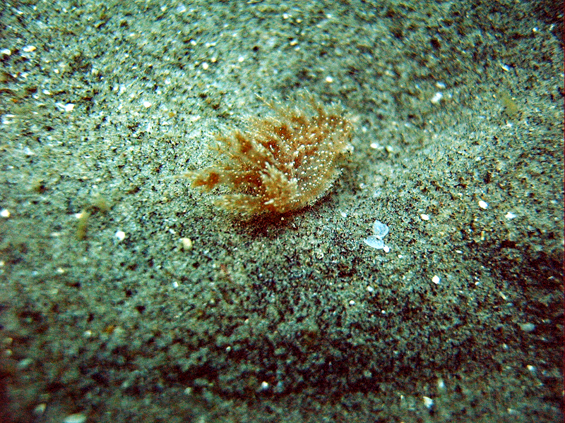 Dendronotus frondosus @ LJS