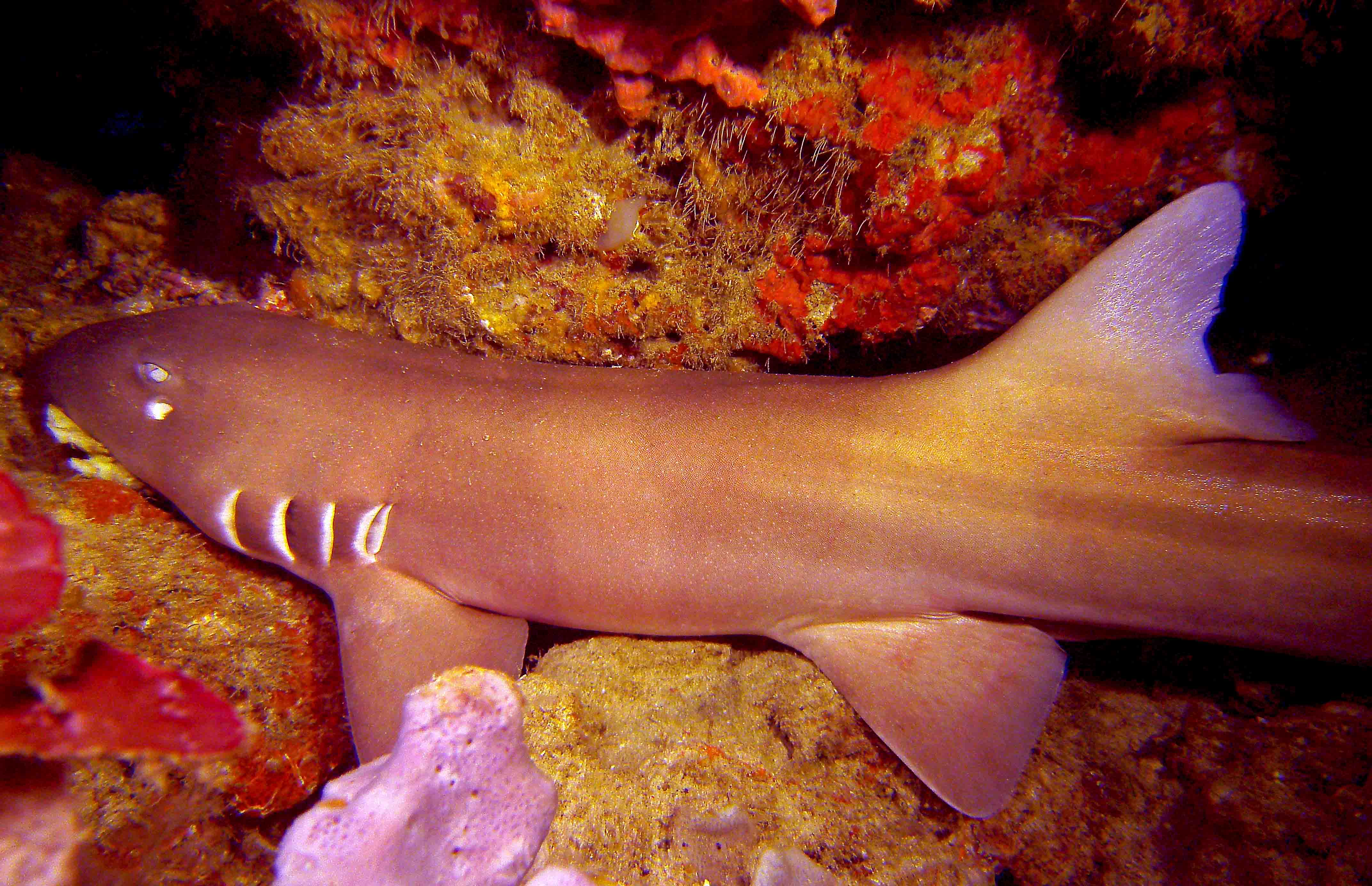 Derawan Island Bamboo Shark