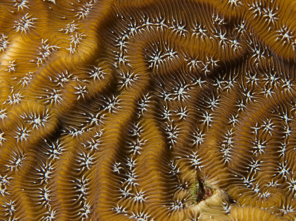 Detail of Plate Coral