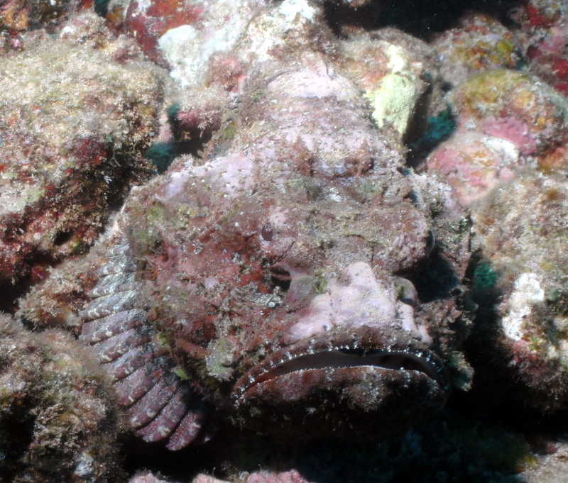 Devil Scorpianfish