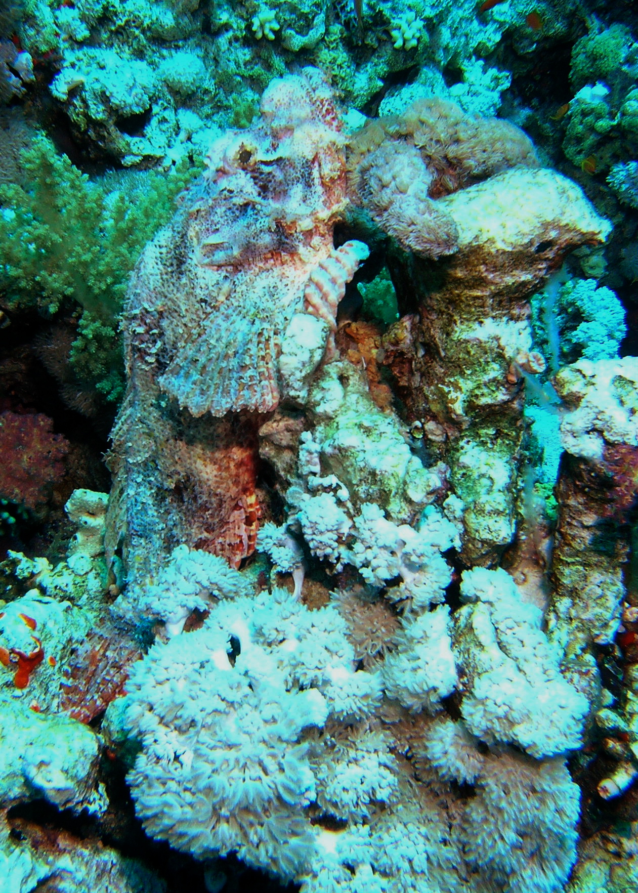 Devil scorpion fish