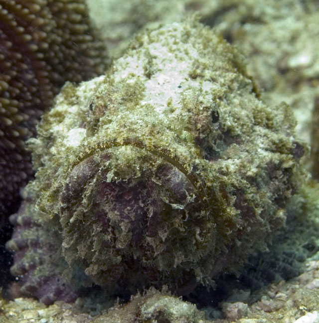 Devil-Scorpionfish-2