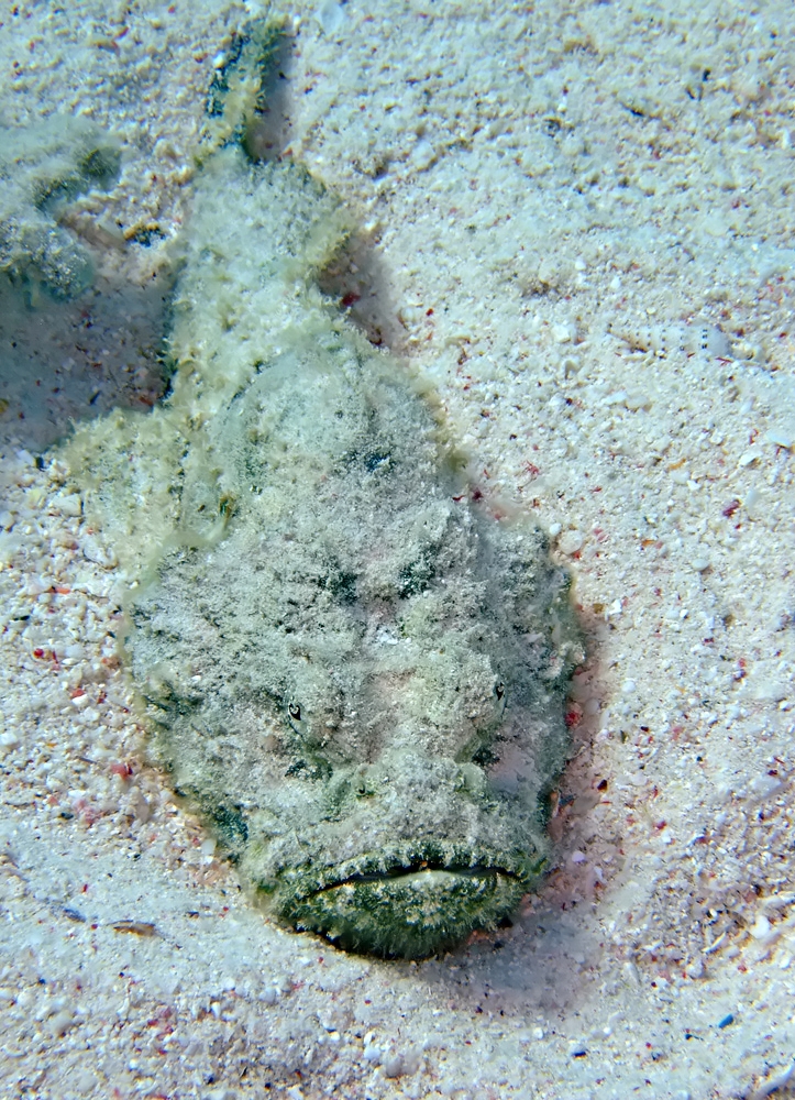 Devil scorpionfish