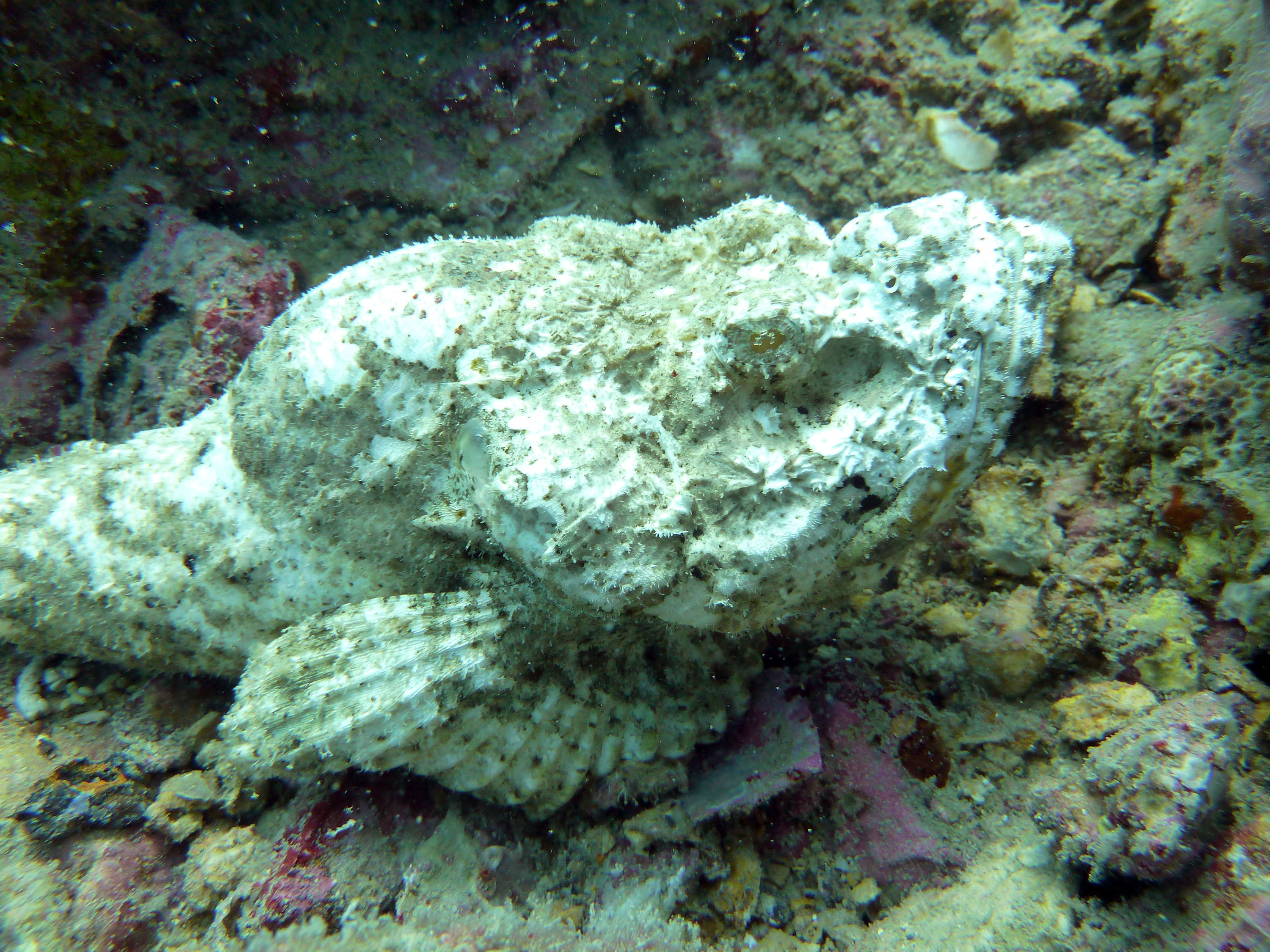 Devil Scorpionfish