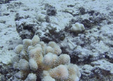 Devil Scorpionfish