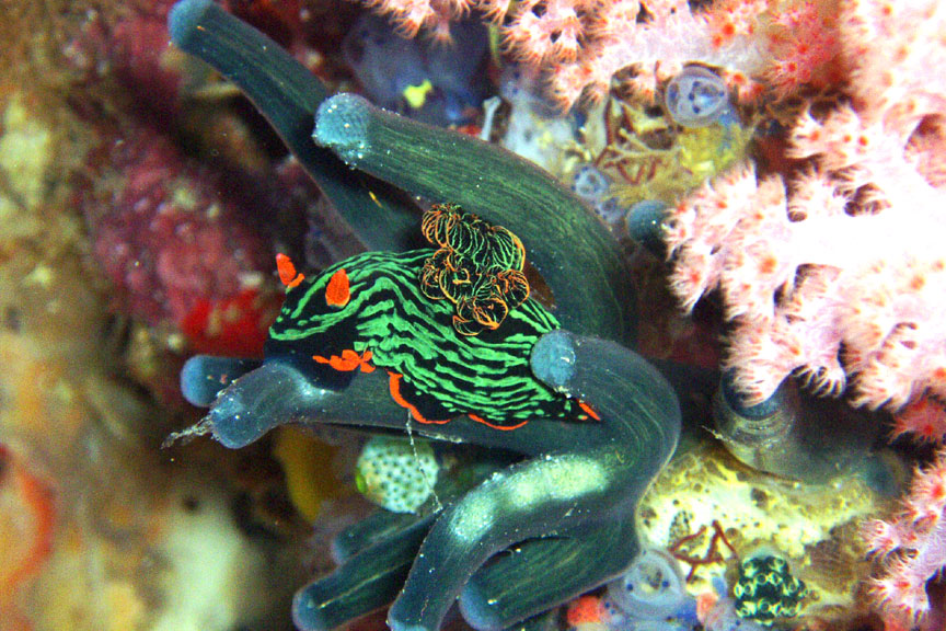 "Devil's Nudibranch"