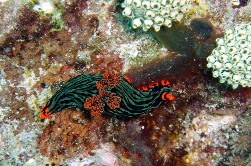 "Devil's Nudibranch"