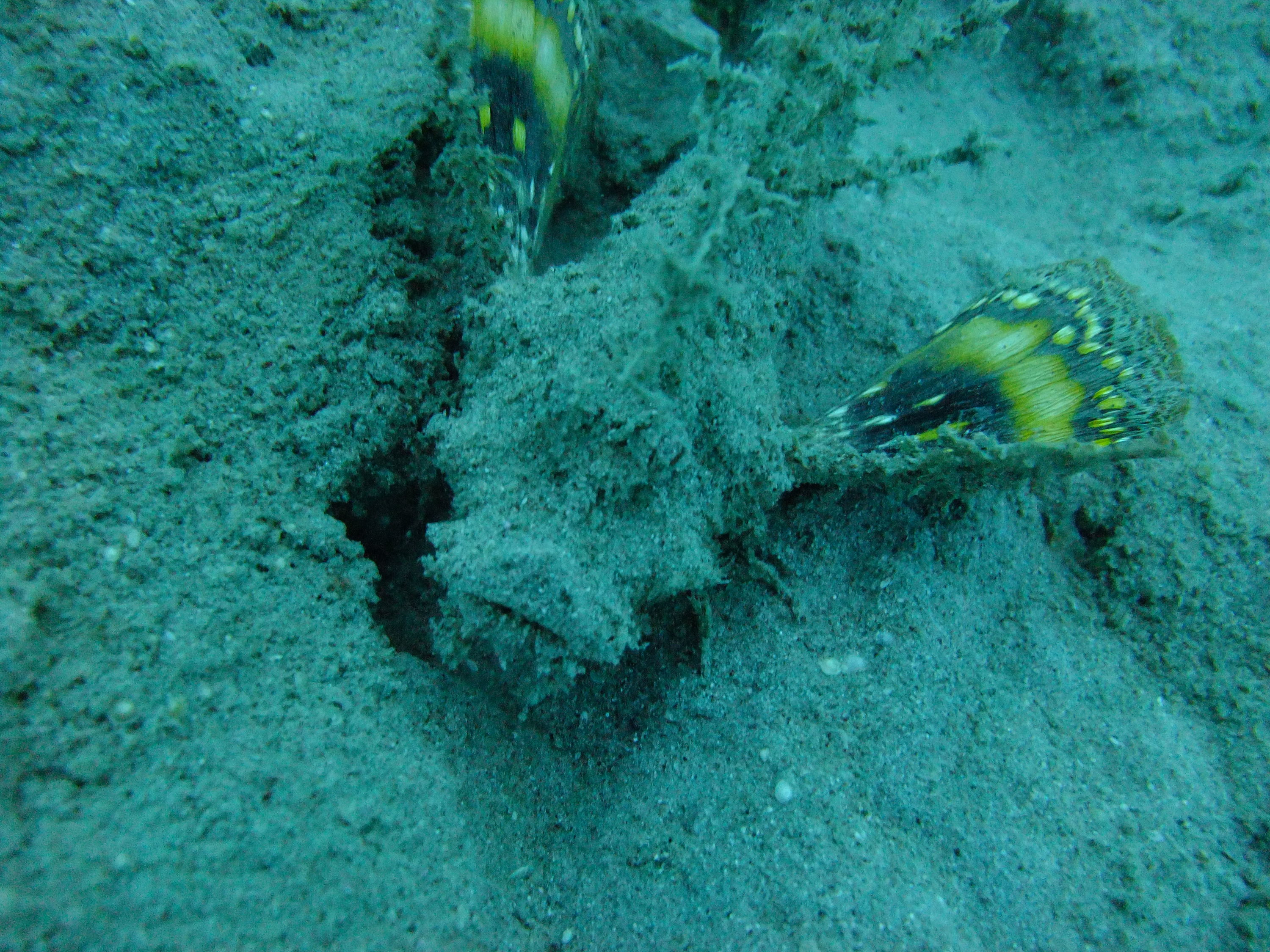 Devil's Stinger with yellow fins deployed.