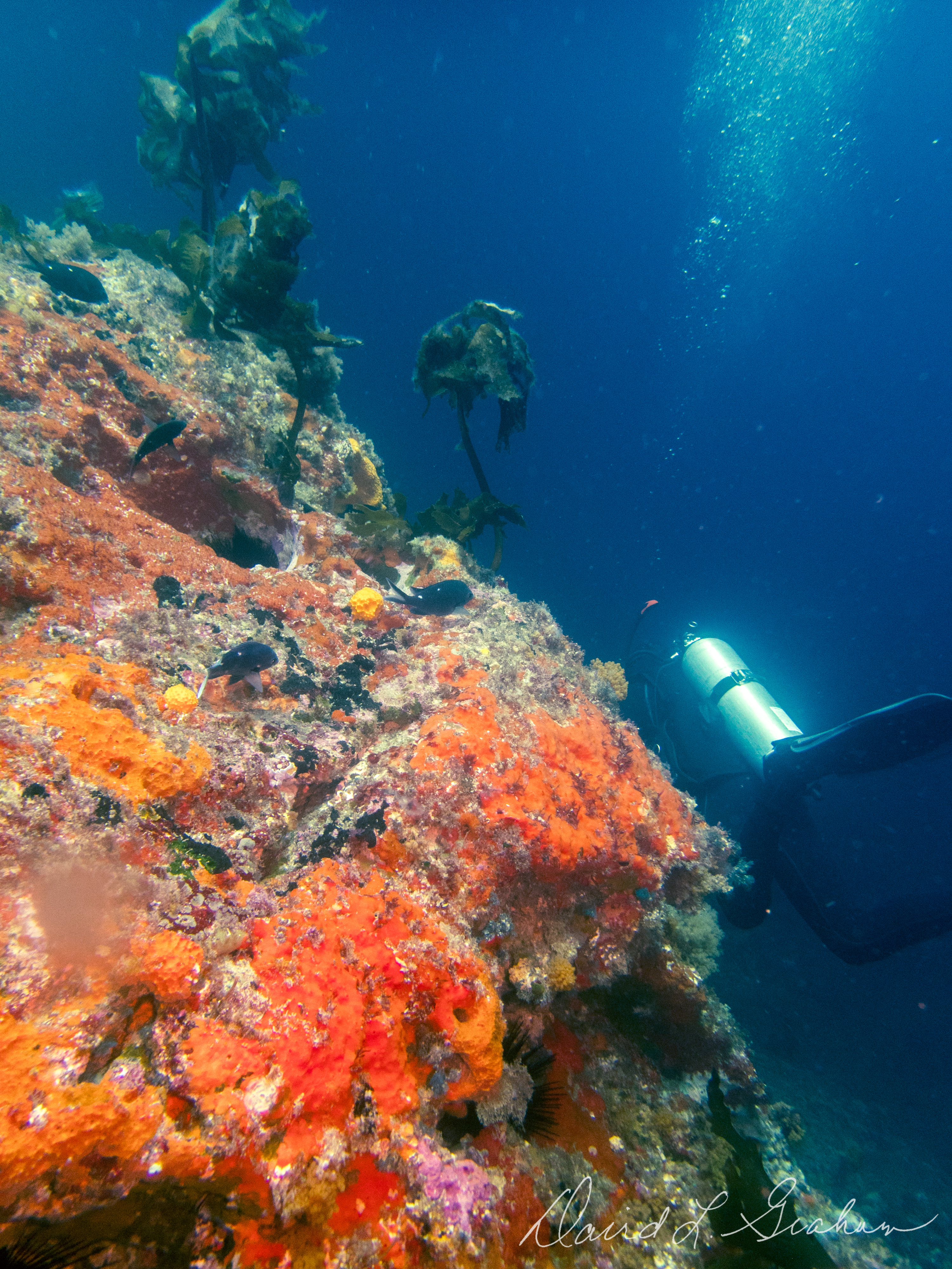 Diagonal Colorful Rock With Diver (1 Of 1)