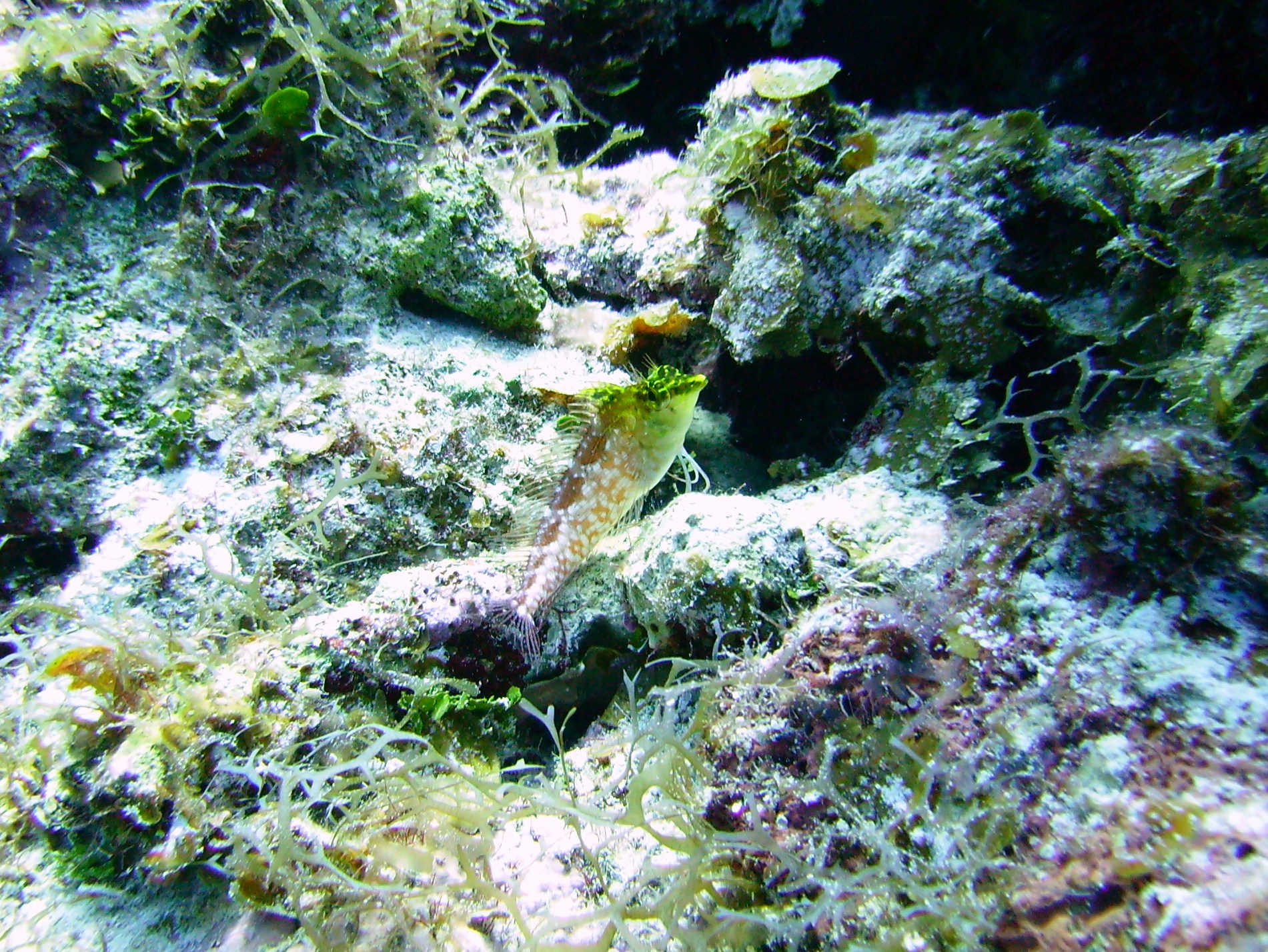 Diamond Blenny