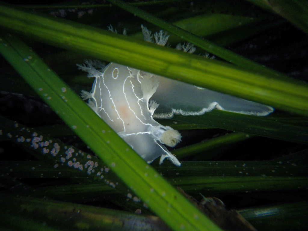 Diamondback Tritonia (Tritonia festiva)