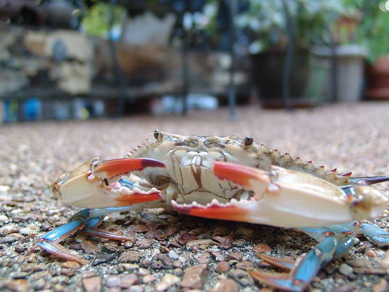 dinner!!!  Blue Crab Yummmm!!!