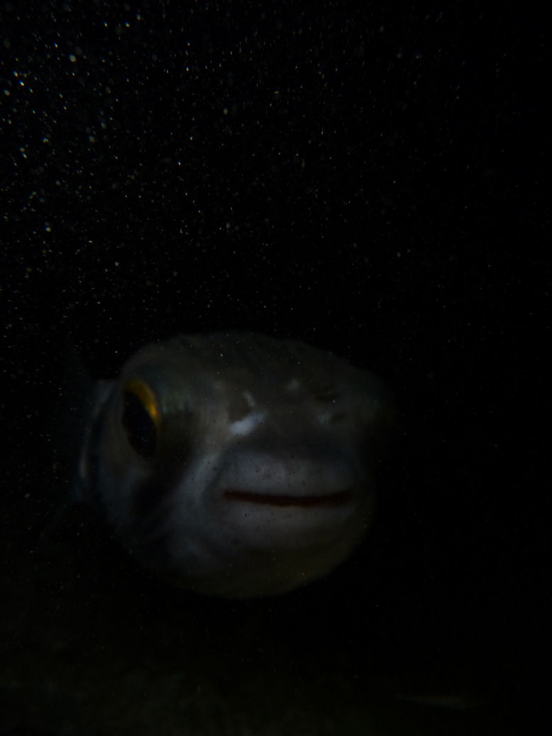 Diodon nichthemeris (Globefish) coming to say hello!