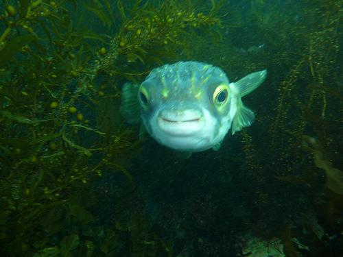 Diodon nichthemeris (Globefish)