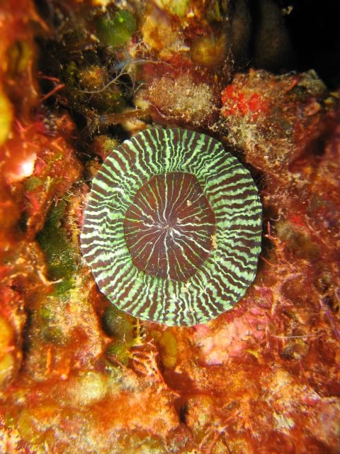 Disc Coral