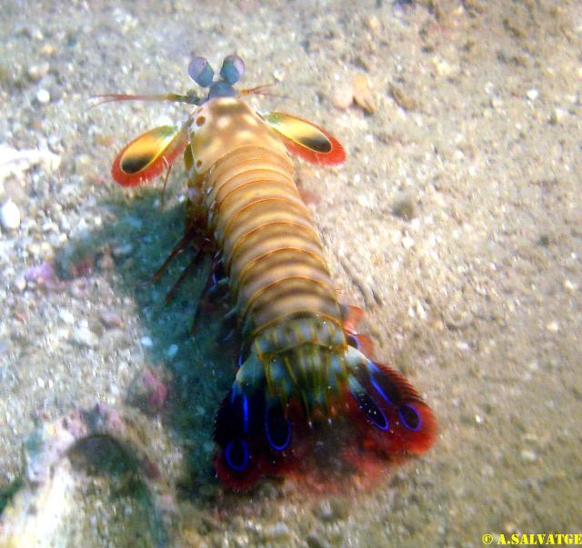 Discovery Undersea Vietnam