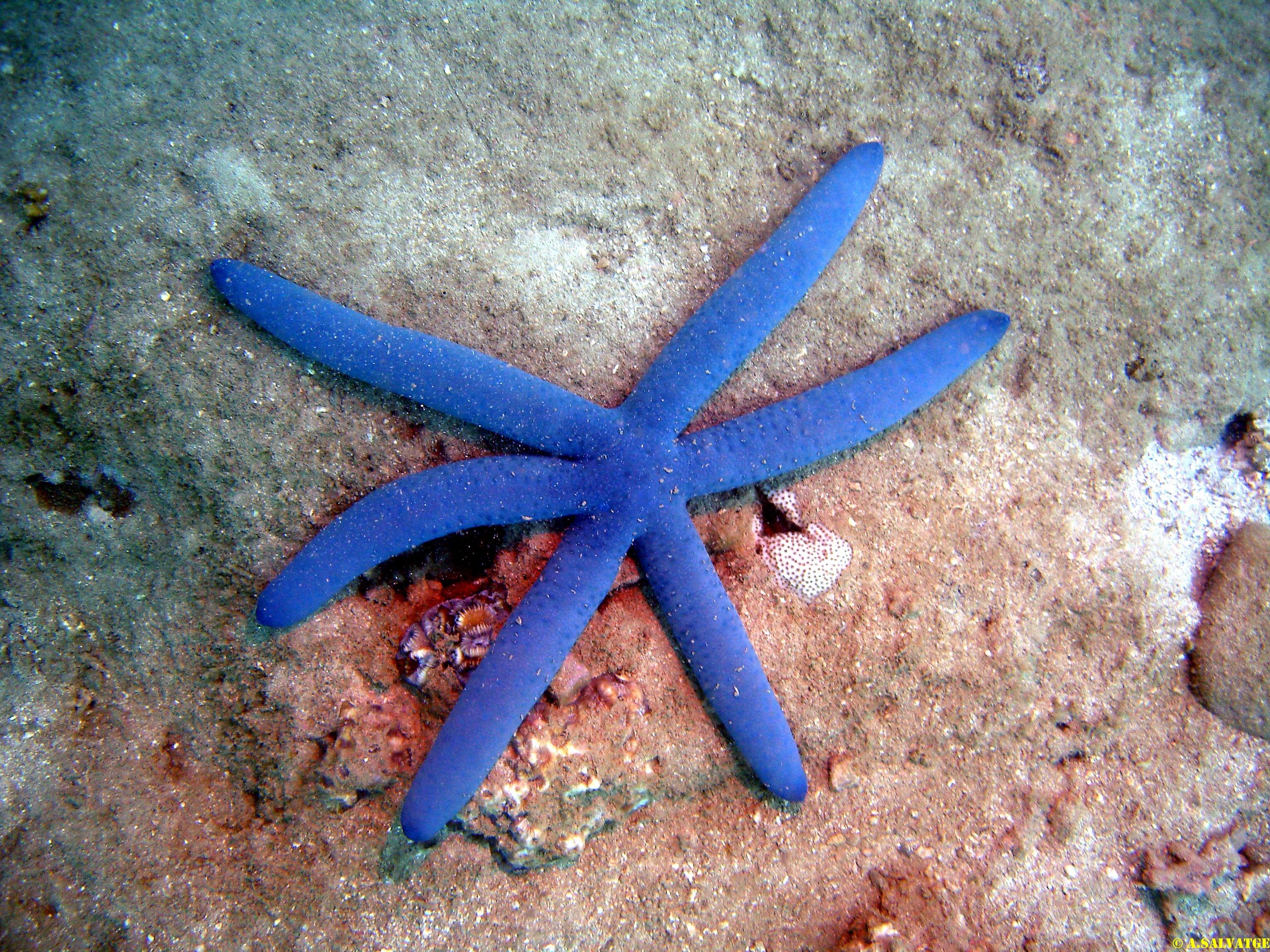 Discovery Undersea Vietnam