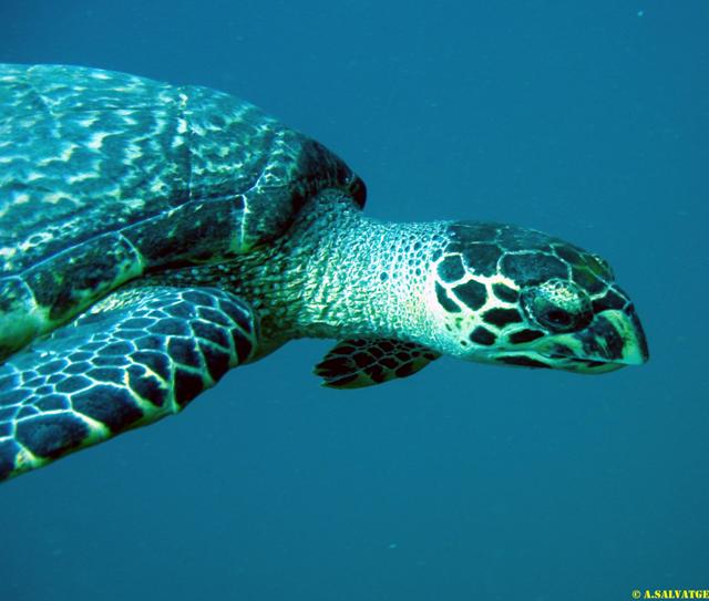 Discovery Undersea Vietnam