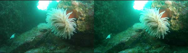 Dive-309-_18_-anemone