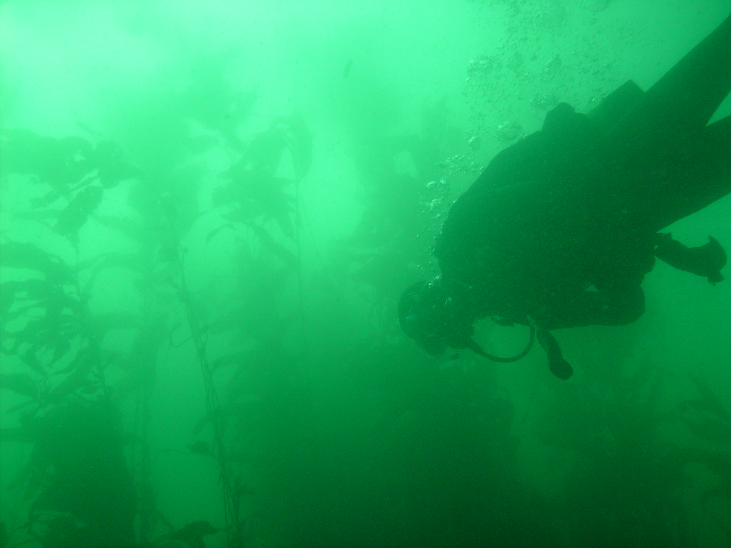 Dive Buddy in the Kelp