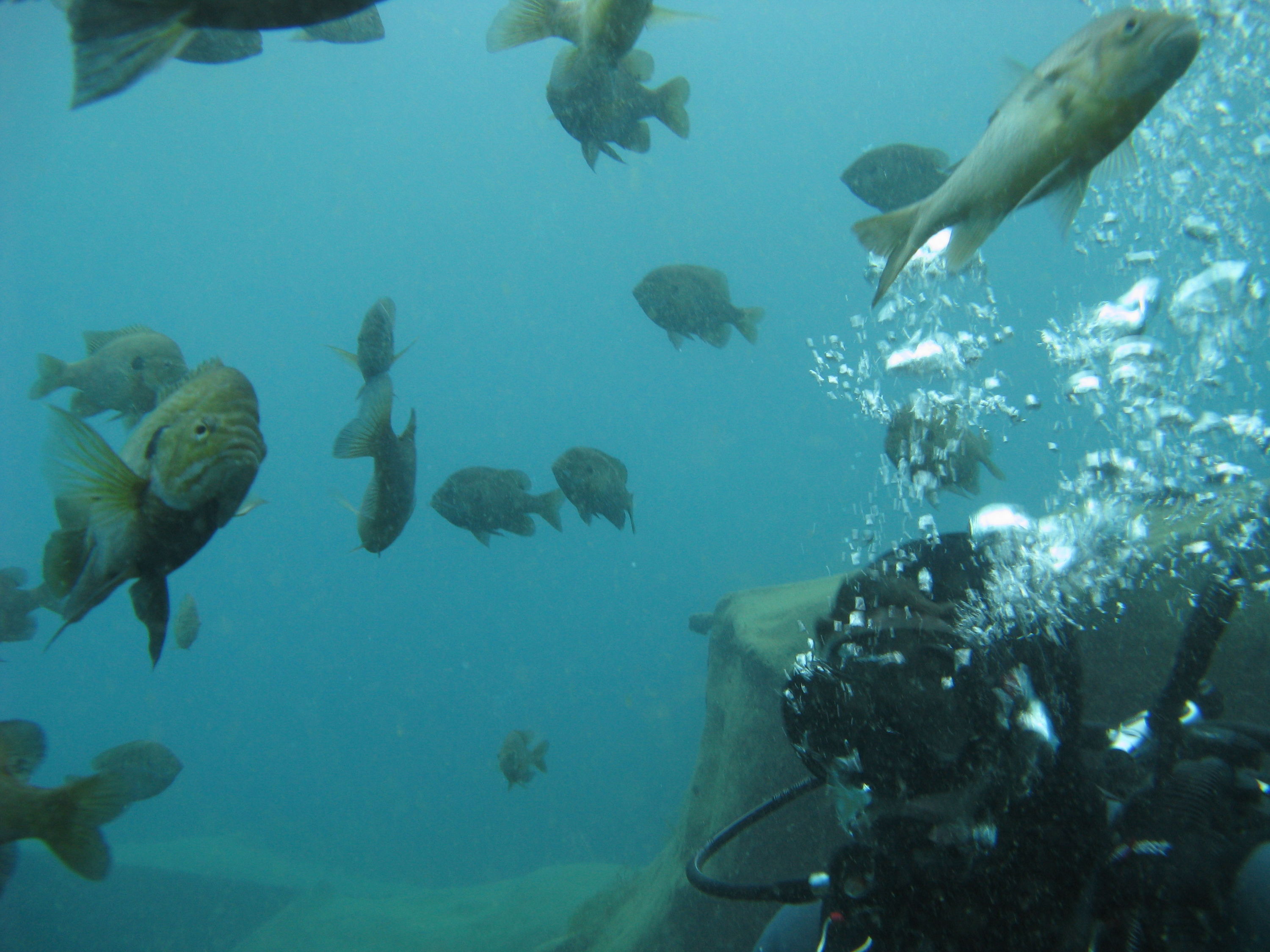 dive buddy kevin and the vortex piranha