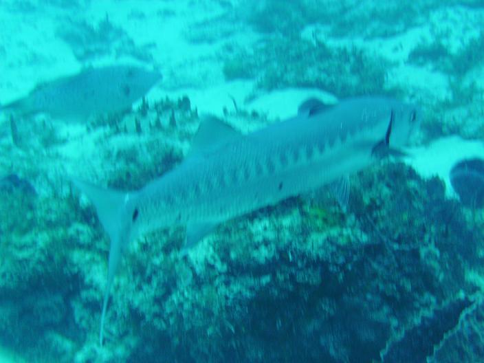 Dive cozumel