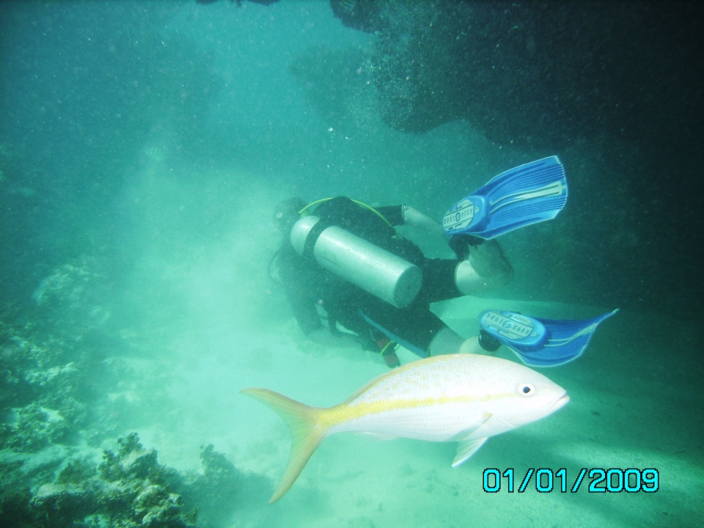 Dive in the Dominican Republic