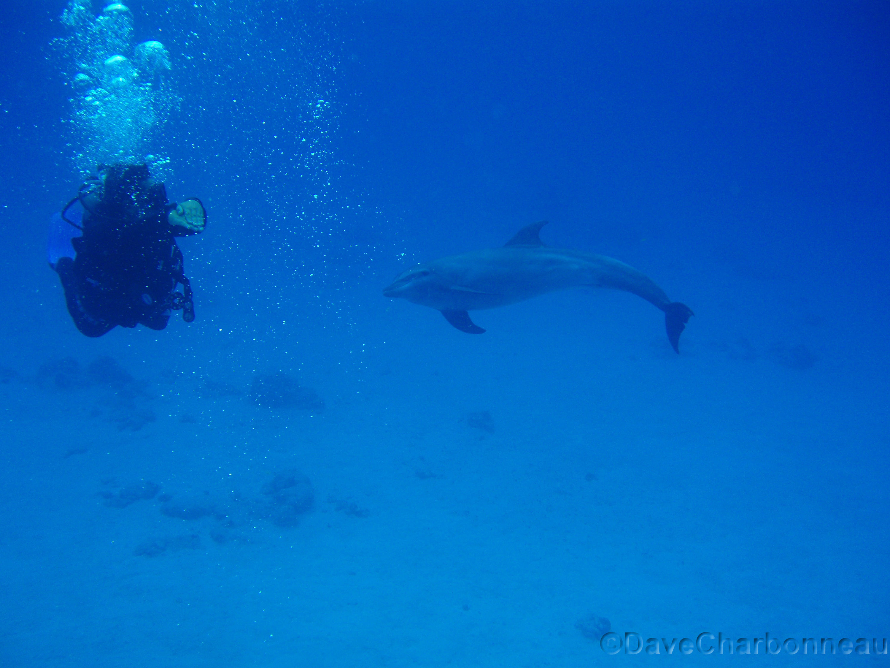 Dive master Mario (Deep Blue) with Dolphin