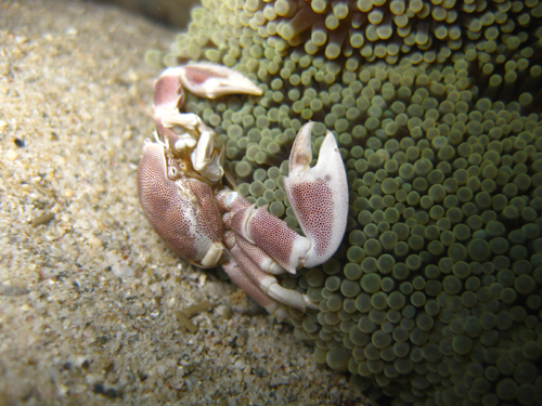 Dive Nha Trang