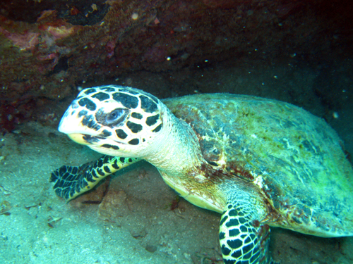 Dive Nha Trang