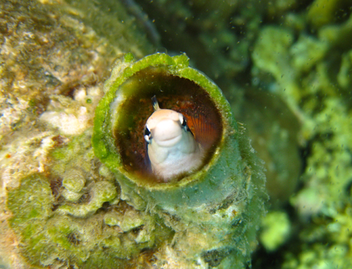 Dive Nha Trang