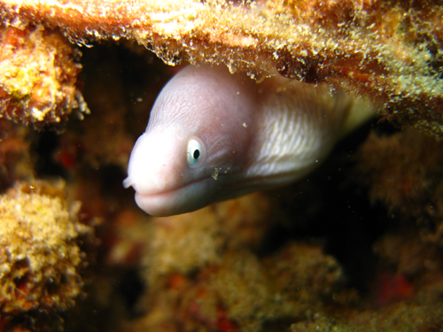 Dive Nha Trang