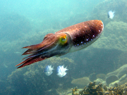 Dive Nha Trang