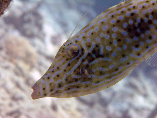 Dive Nha Trang