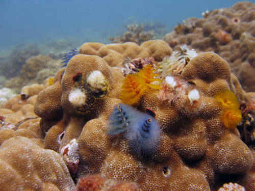 Dive Nha Trang