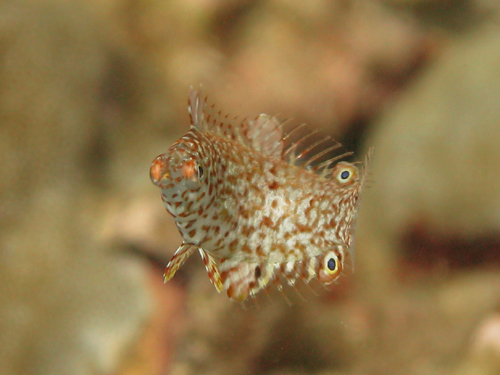 Dive Nha Trang