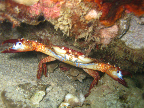 Dive Nha Trang