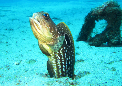 Dive Nha Trang