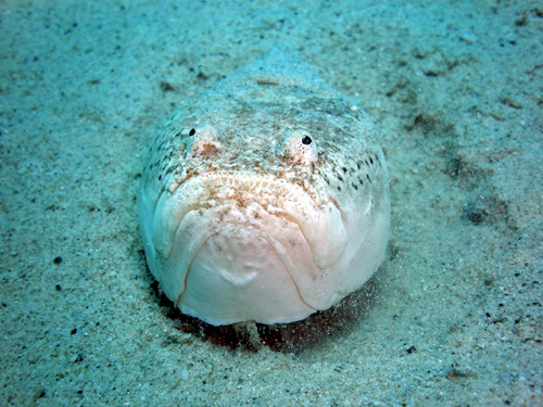 Dive Nha Trang