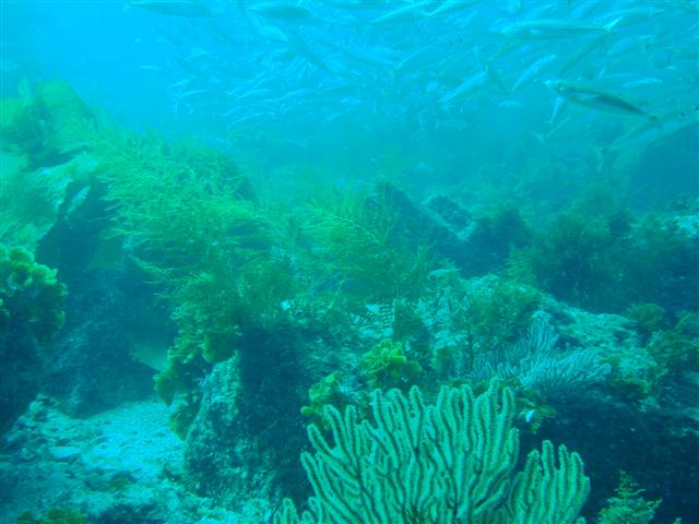 Dive Park7