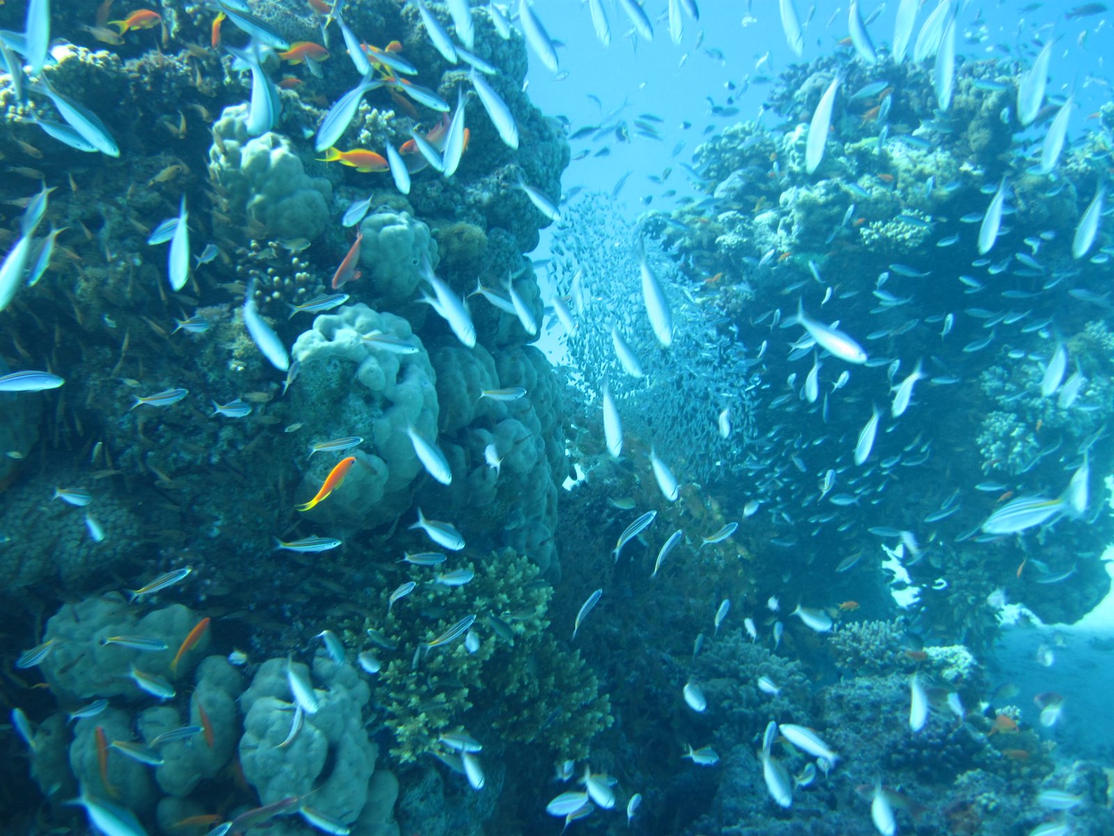 Dive Site Aquarium at Red Sea