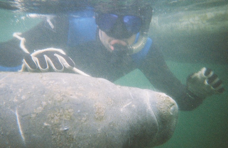 Dive with Manatee