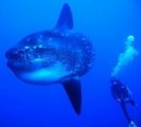 dive with the mola