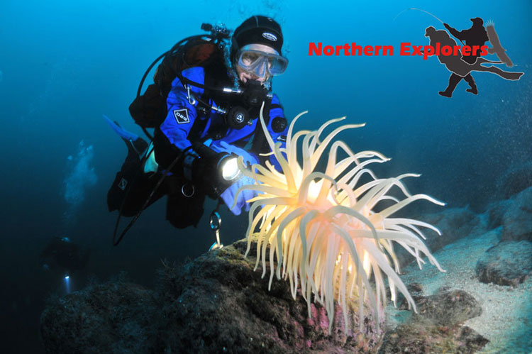 Diver and anemone