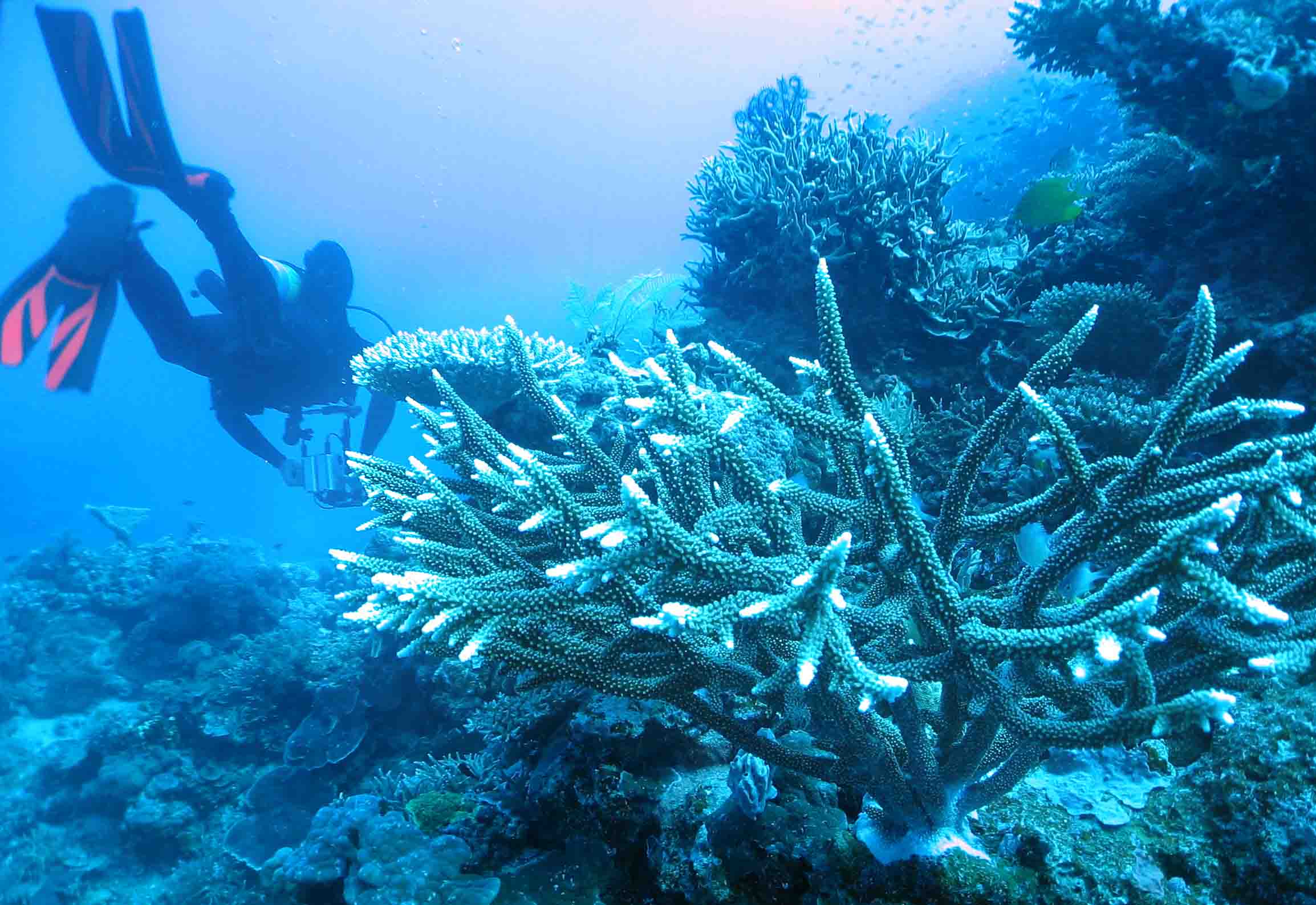 diver and antler coral GBR