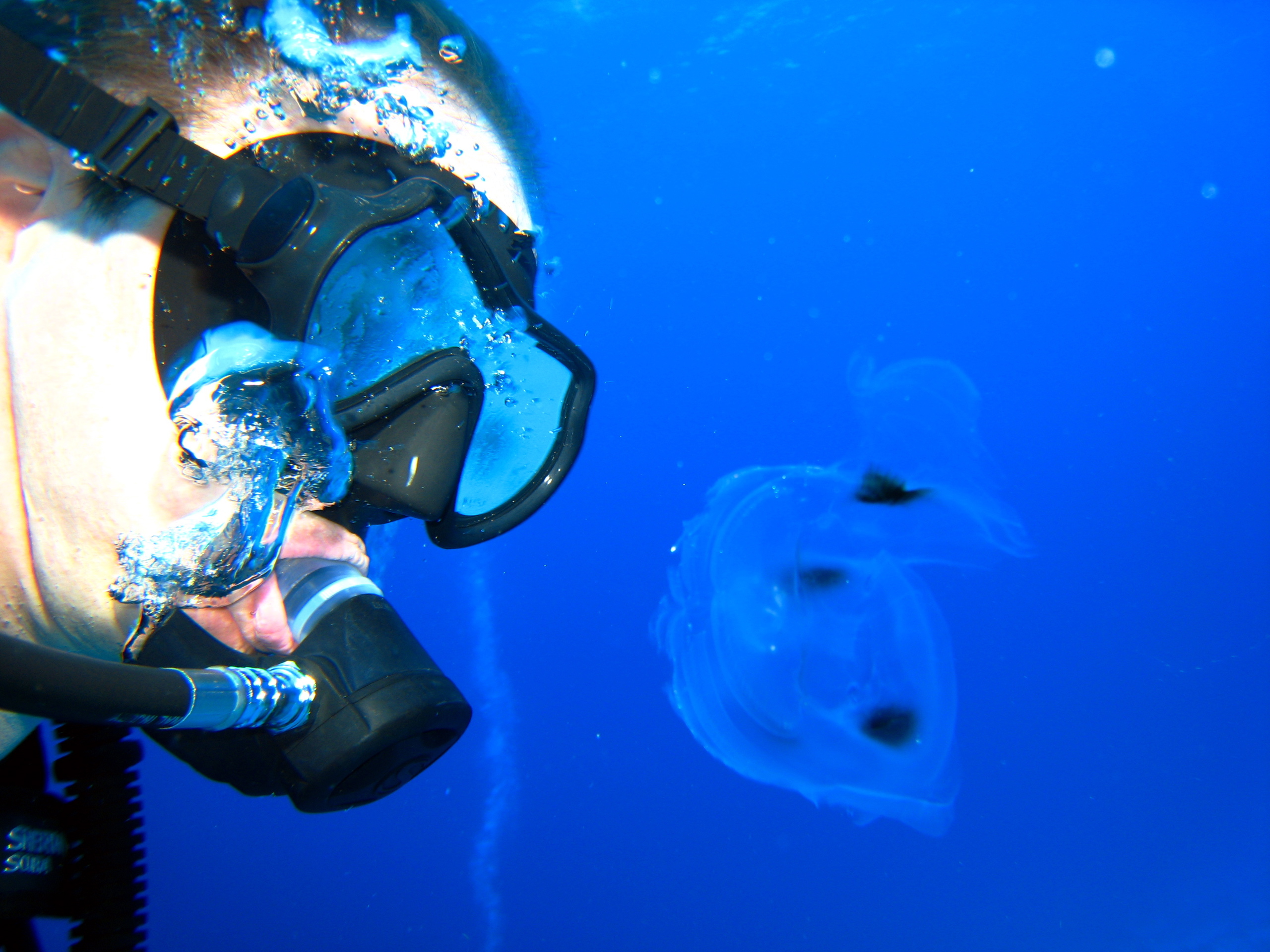 Diver and Jellyfish